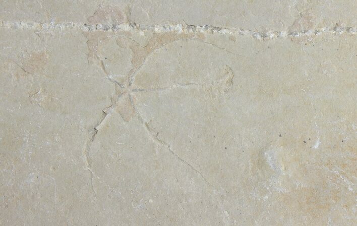 Cretaceous Brittle Star (Geocoma) Fossil - Lebanon #106179